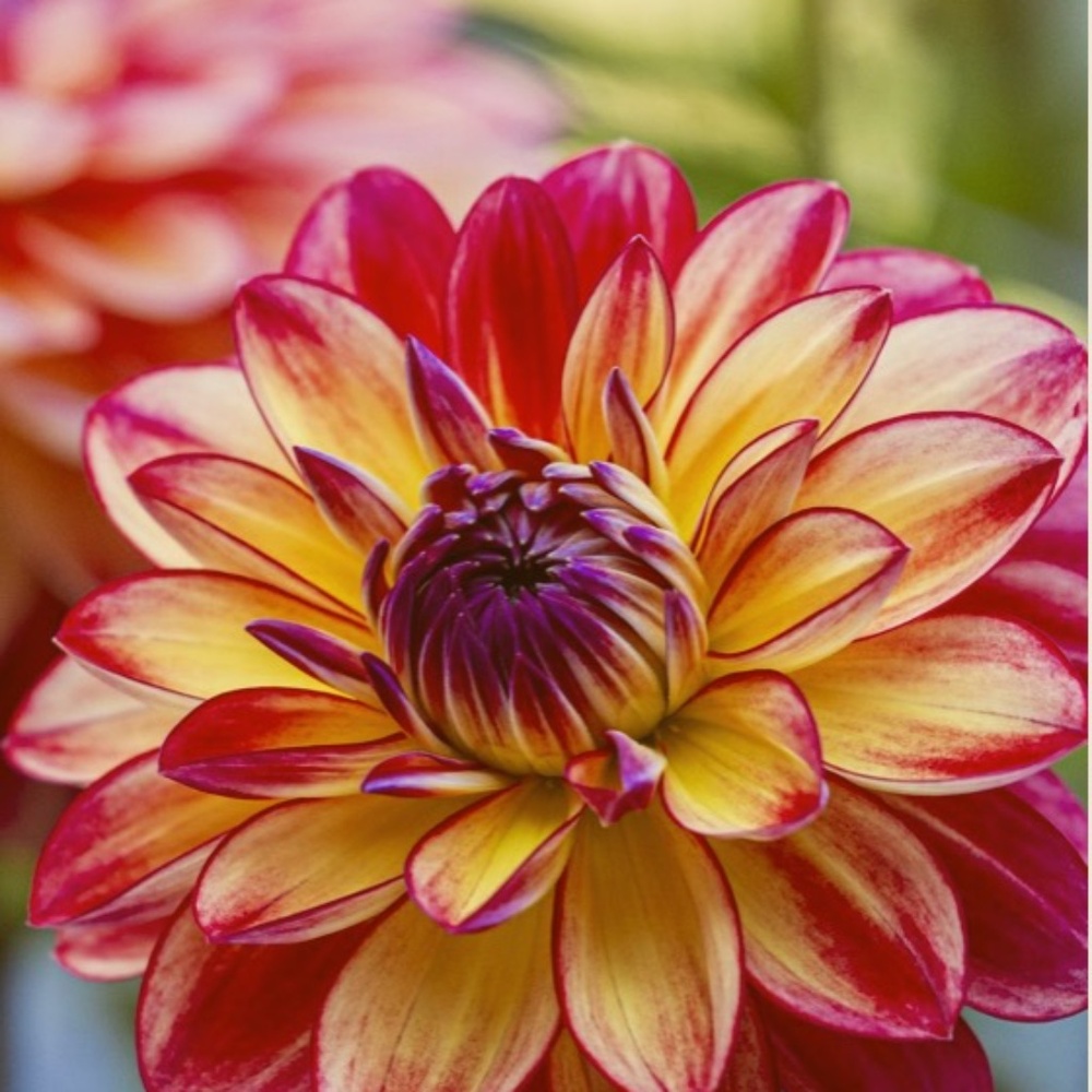 Meet your Posher, Gail